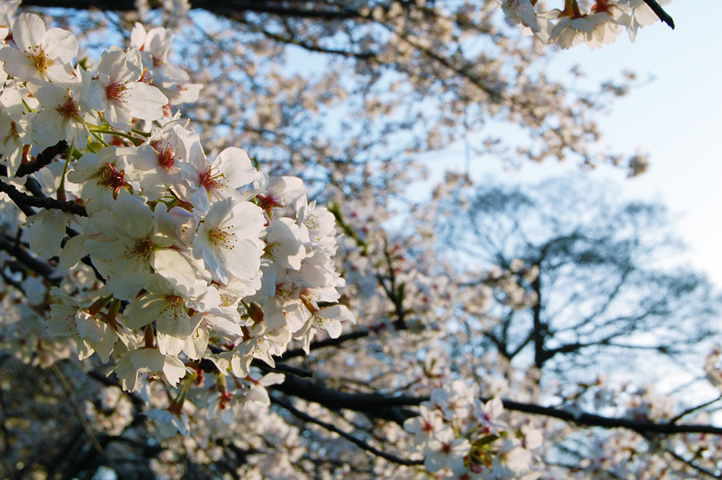 石手川沿いの桜並木