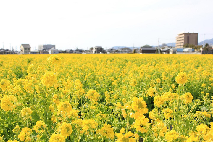 見奈良の菜の花畑