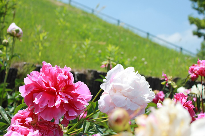 市民の森 フラワーパークの芍薬（今治）