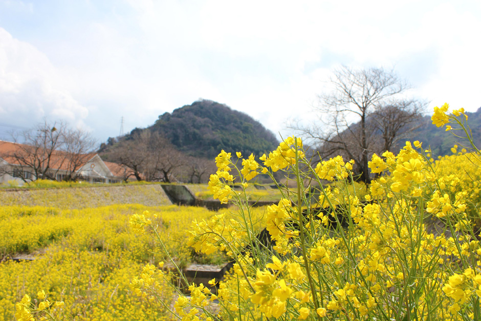 菜の花の川（砥部町）