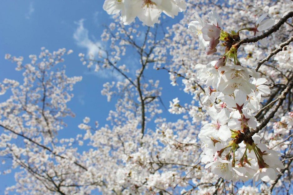 内子町の桜並木