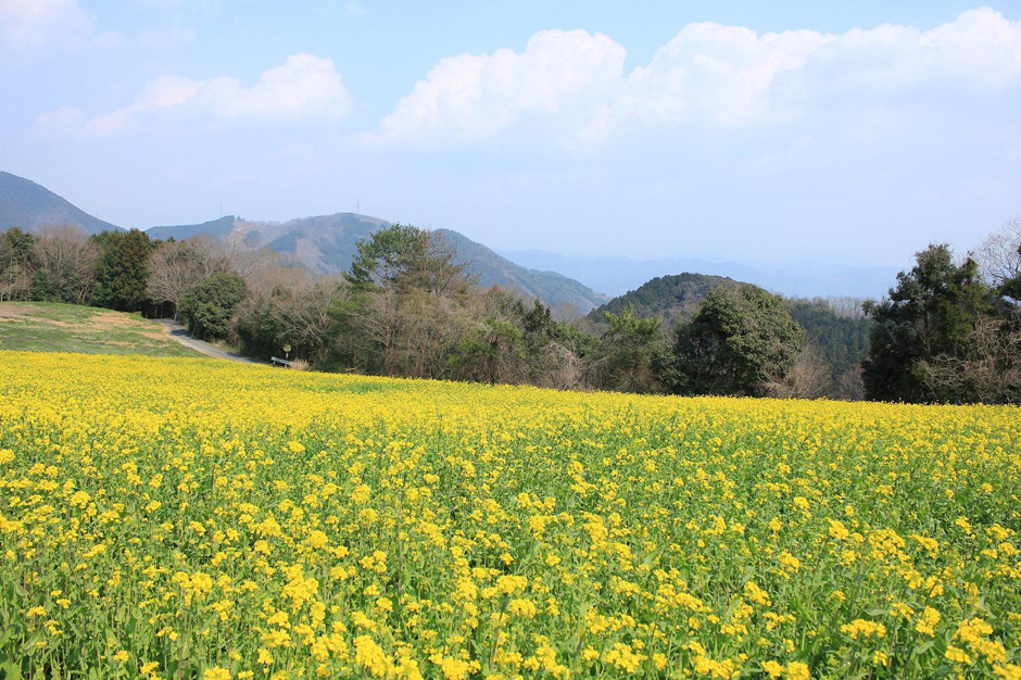 大洲の野山に咲く菜の花