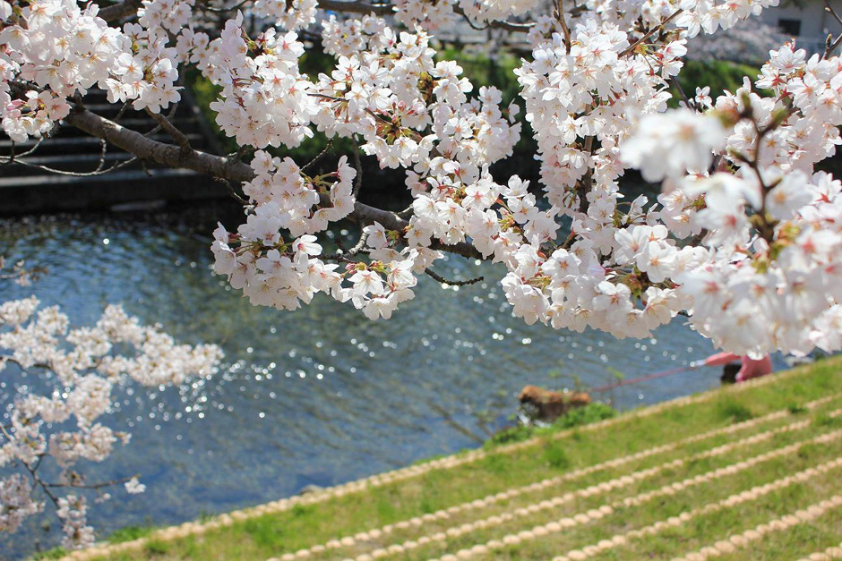 砥部町　赤坂泉の桜