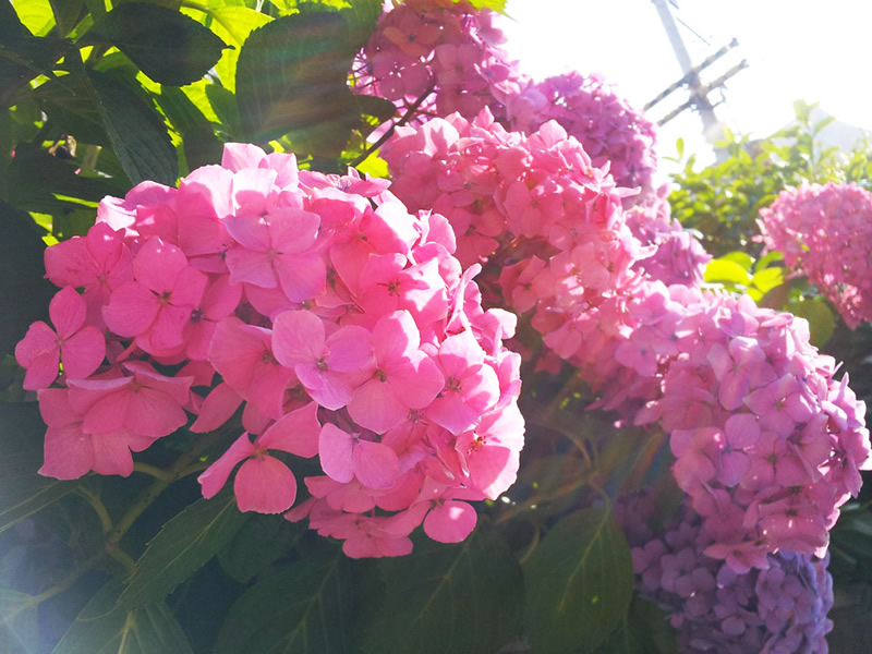 松山市萱町の紫陽花