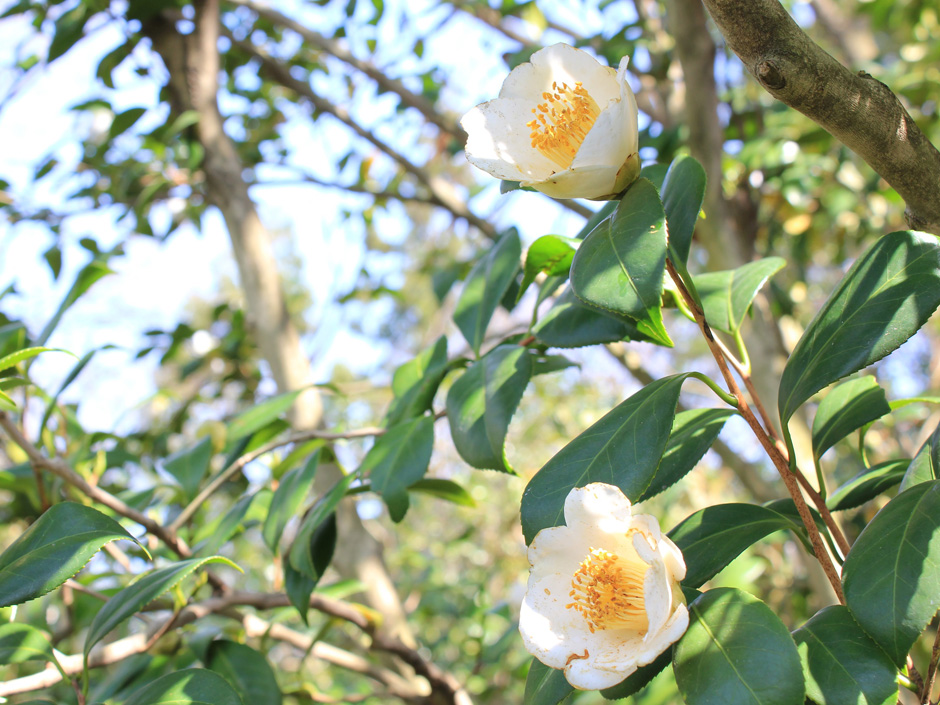 松山総合公園の椿