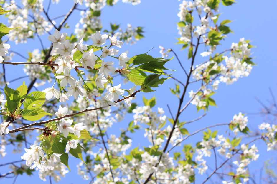 松山総合公園の桜