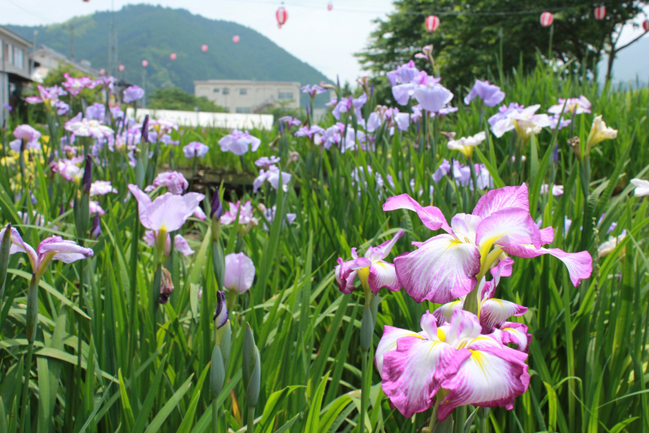 大洲市 新谷菖蒲園