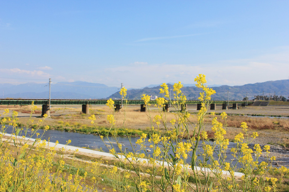 松山市　重信川と菜の花