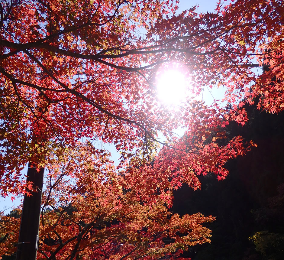 久万高原町　もみじラインの紅葉