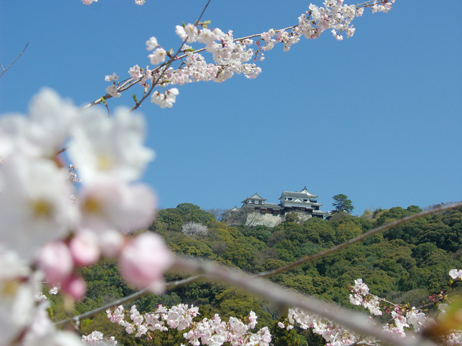 松山城と桜