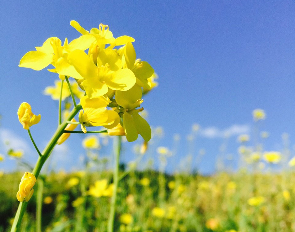 広見川河川敷の菜の花