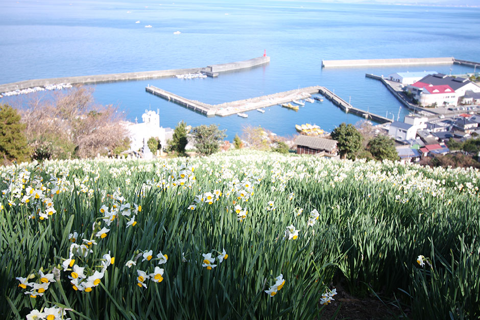 双海下灘の水仙畑（伊予市）