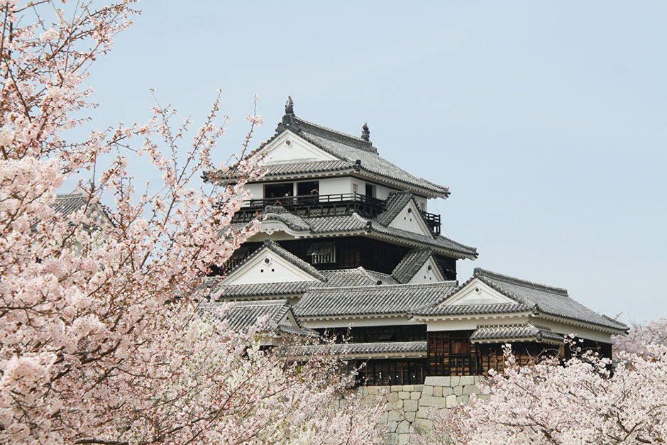 桜と松山城（松山市）