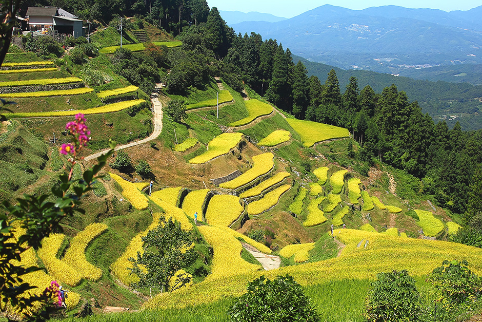 泉谷棚田（喜多郡内子町）