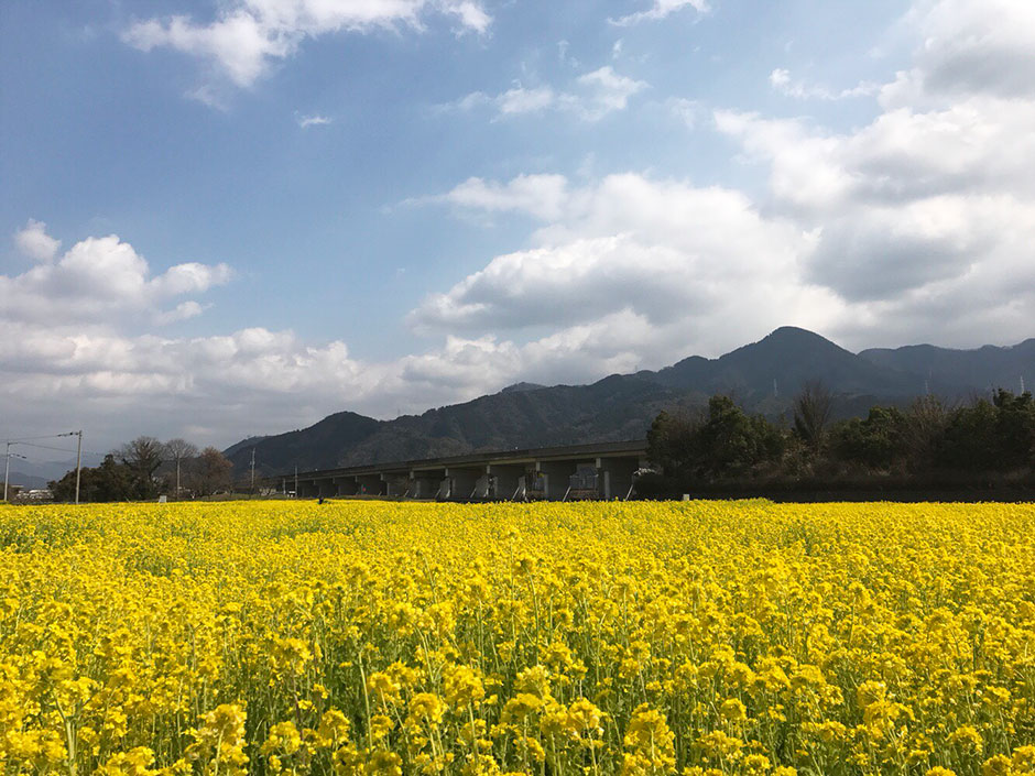 菜の花（伊予郡砥部町）