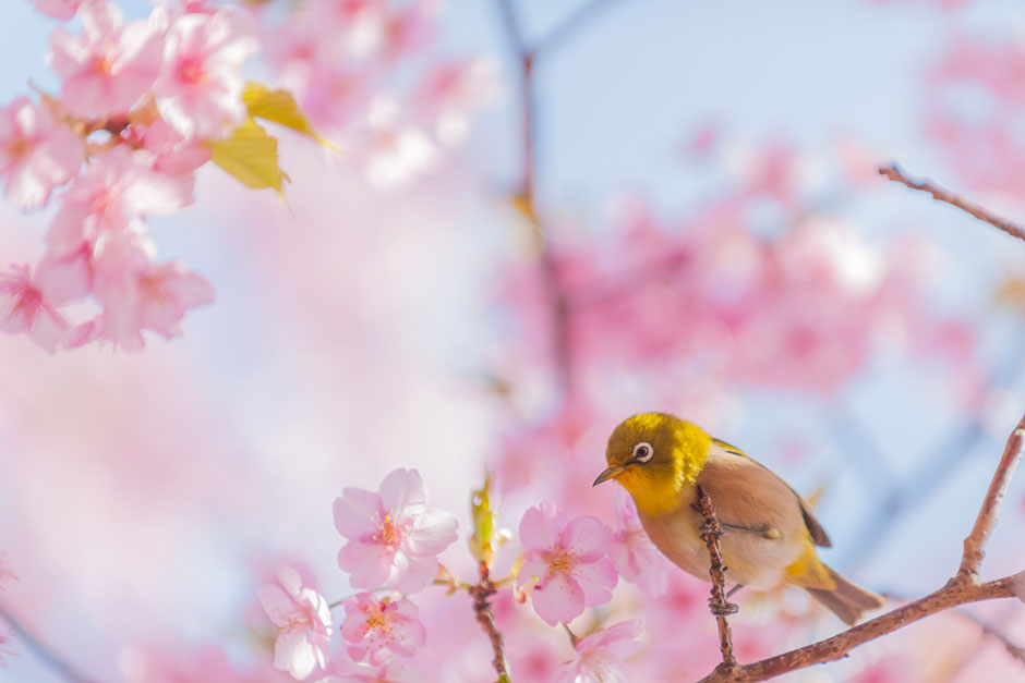 早咲きの桜と目白（今治市大角海浜公園）