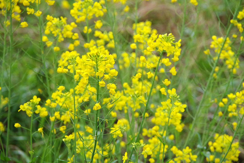 河川敷に咲く菜の花（内子町）