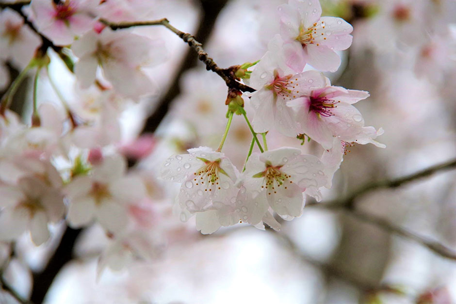 雨に濡れながら咲く桜（内子町）