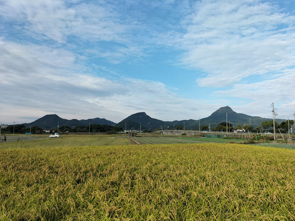 北条三山と稲穂（松山市）